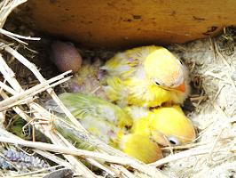 Cras de Agapornis